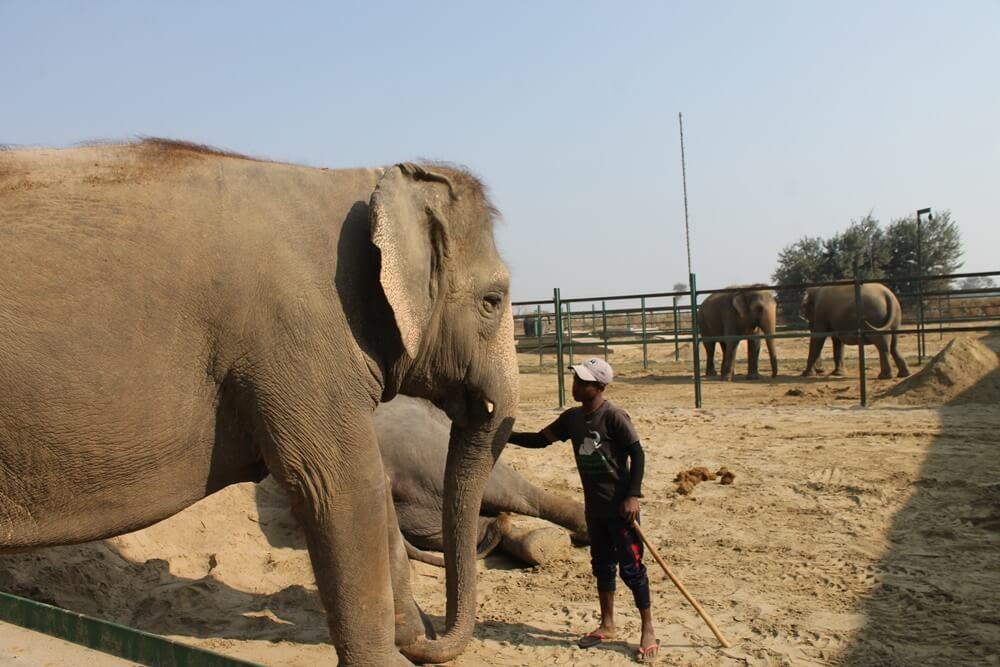 Photo Gallery - Cuidado de niños y voluntariado de elefantes
