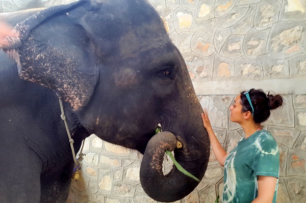 volunteer with elephants in India