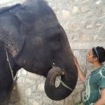 elephant volunteering India1