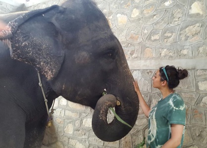 elephant volunteering India1