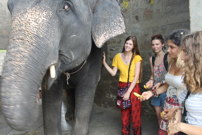 volunteer with elephants in India