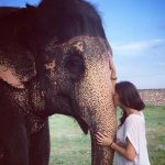 volunteering with elephants in India