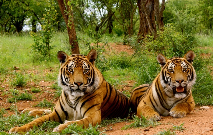 Jim Corbett National Park