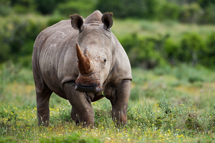 Kaziranga National Park