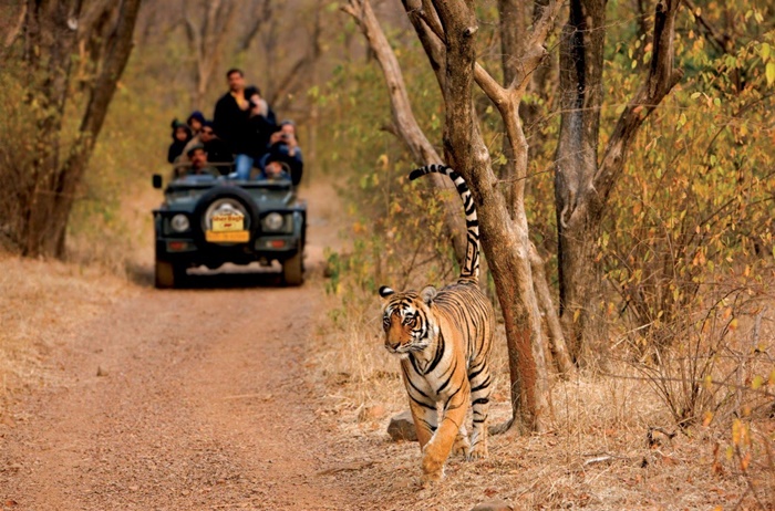 Ranthambore National Park