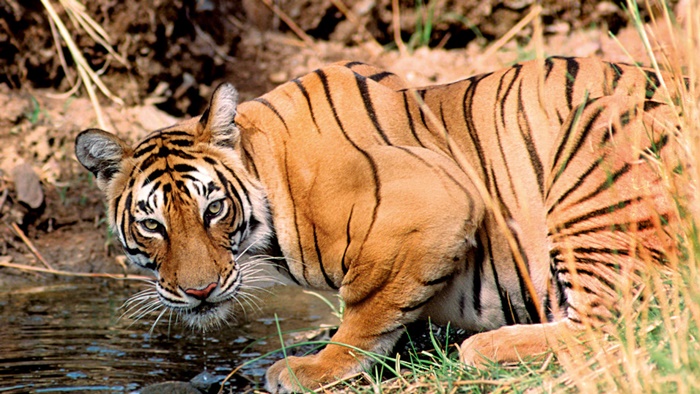 Sunderban National Park