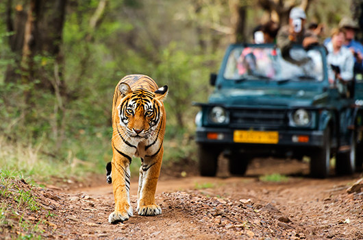 ranthambhore safari