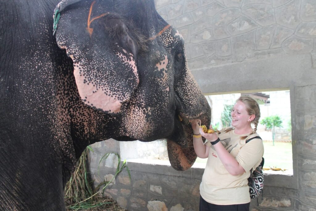 A volunteer feeding fruit to a rescued elephant
