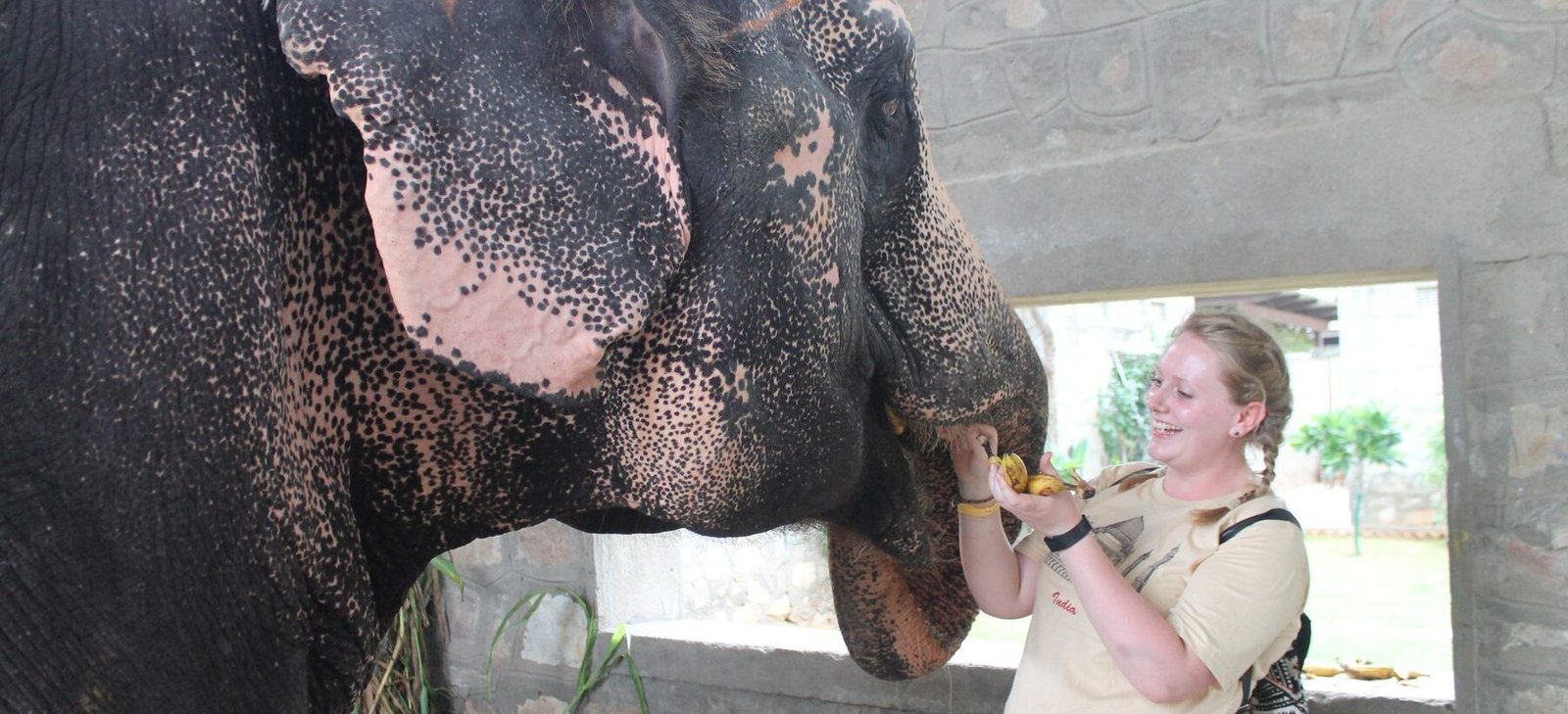A volunteer feeding fruit to a rescued elephant