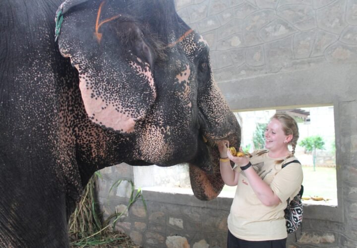 A volunteer feeding fruit to a rescued elephant